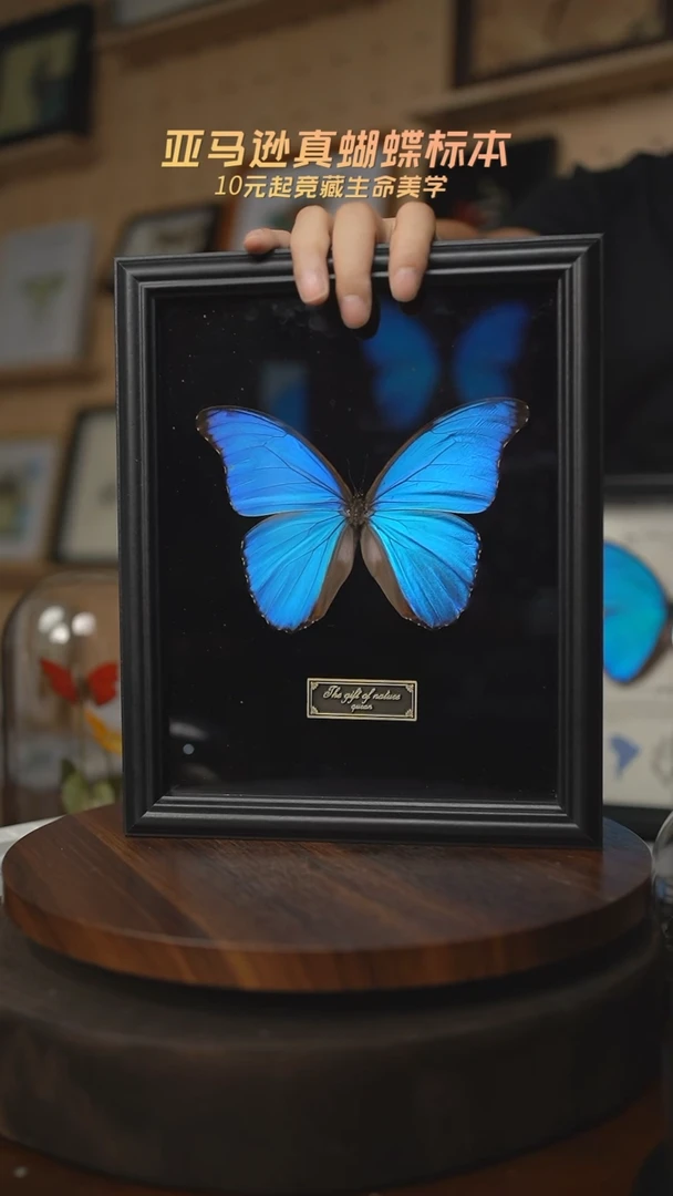 有机玻璃大蓝闪蝶黑绒底版10寸欧式框