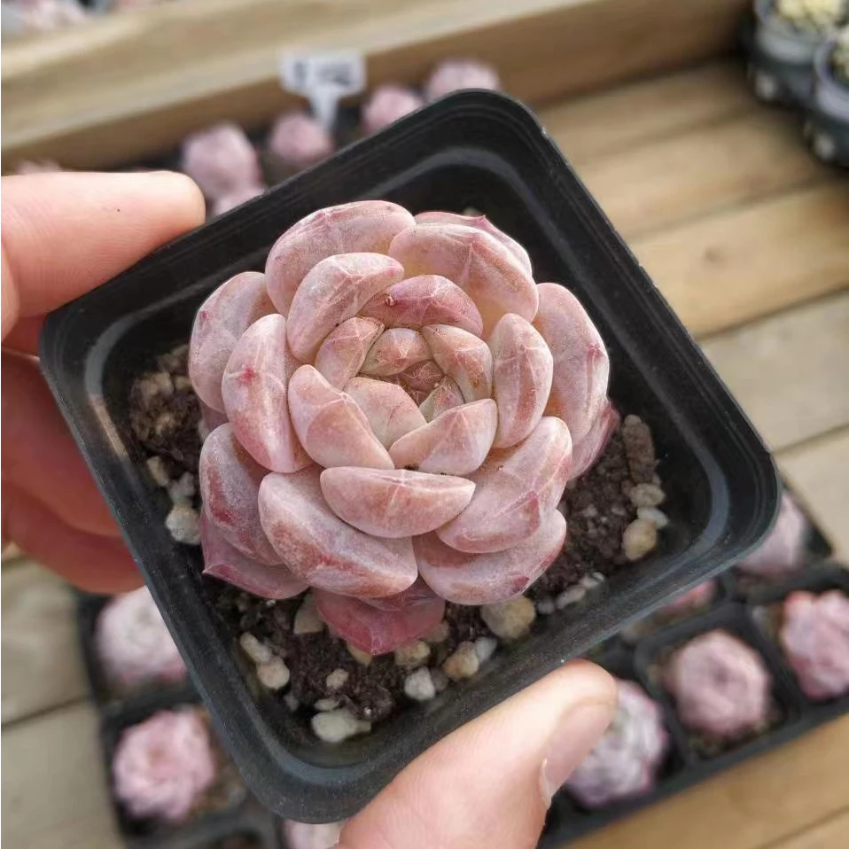 黛玉单头 多肉植物