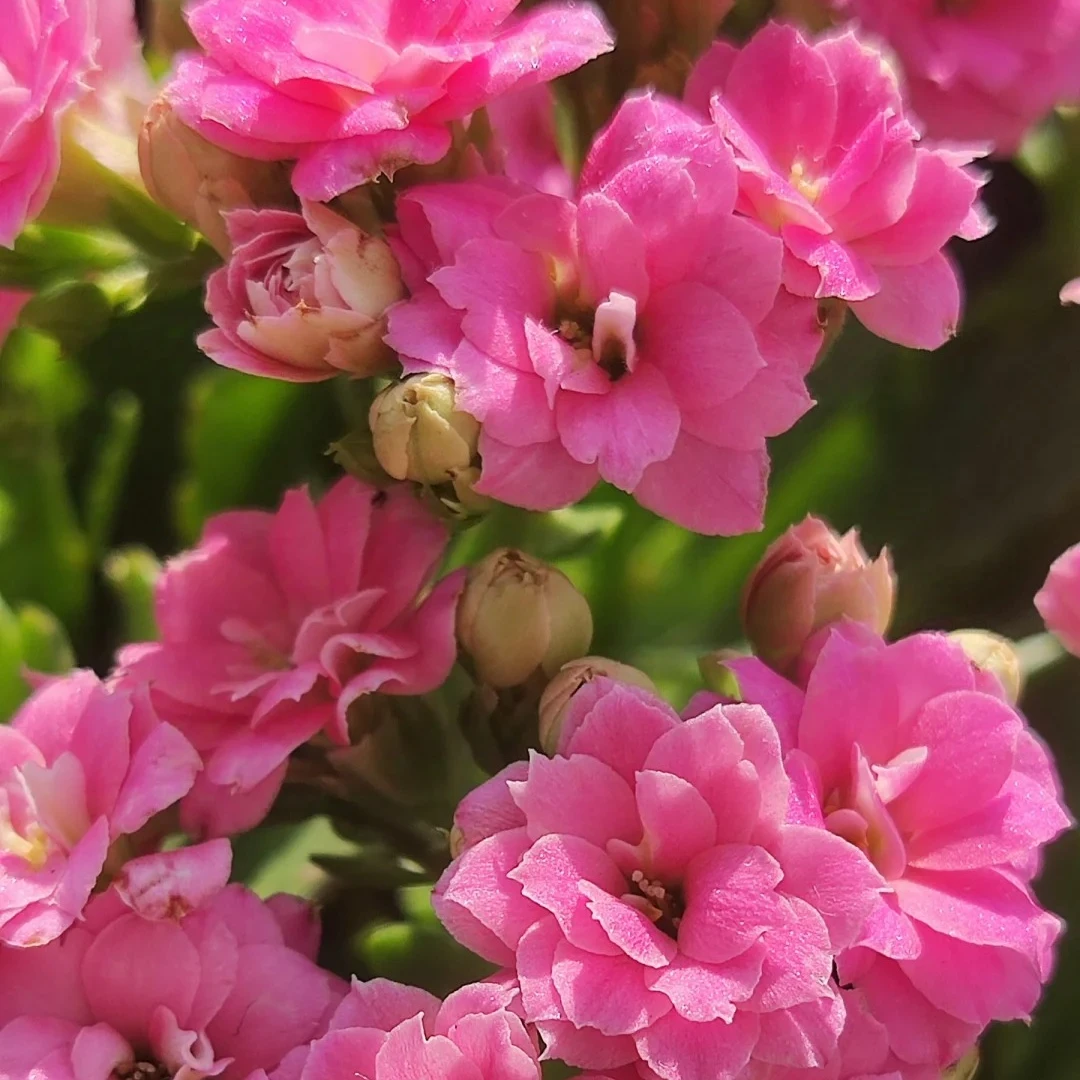 （春晓130盆）基地直发一代长寿  稀有大花品种  室内懒人花