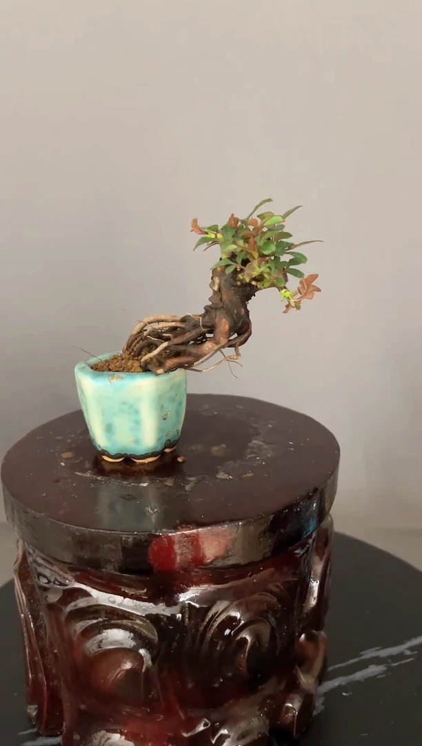 当前无花朵，栽培后可花朵A2