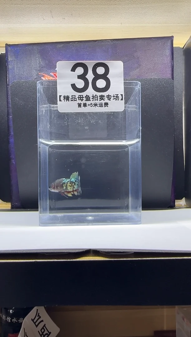 斗鱼母鱼编号：38