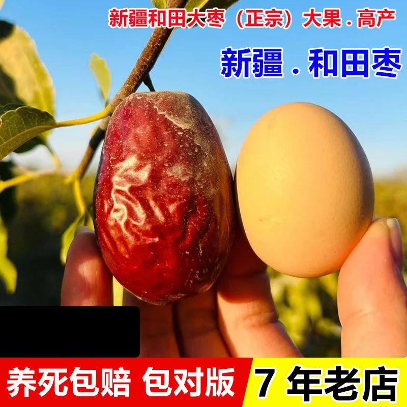 新疆和田大枣树苗耐寒大红枣果树果苗特大鸡蛋枣苗活苗南北方种植