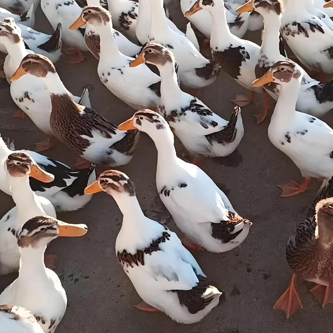 花边鸭 绿壳蛋鸭宠物鸭六两左右发货