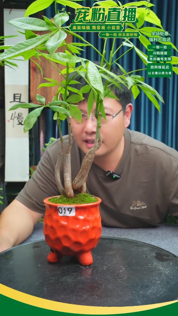 无花朵l*j苔藓微景观019号