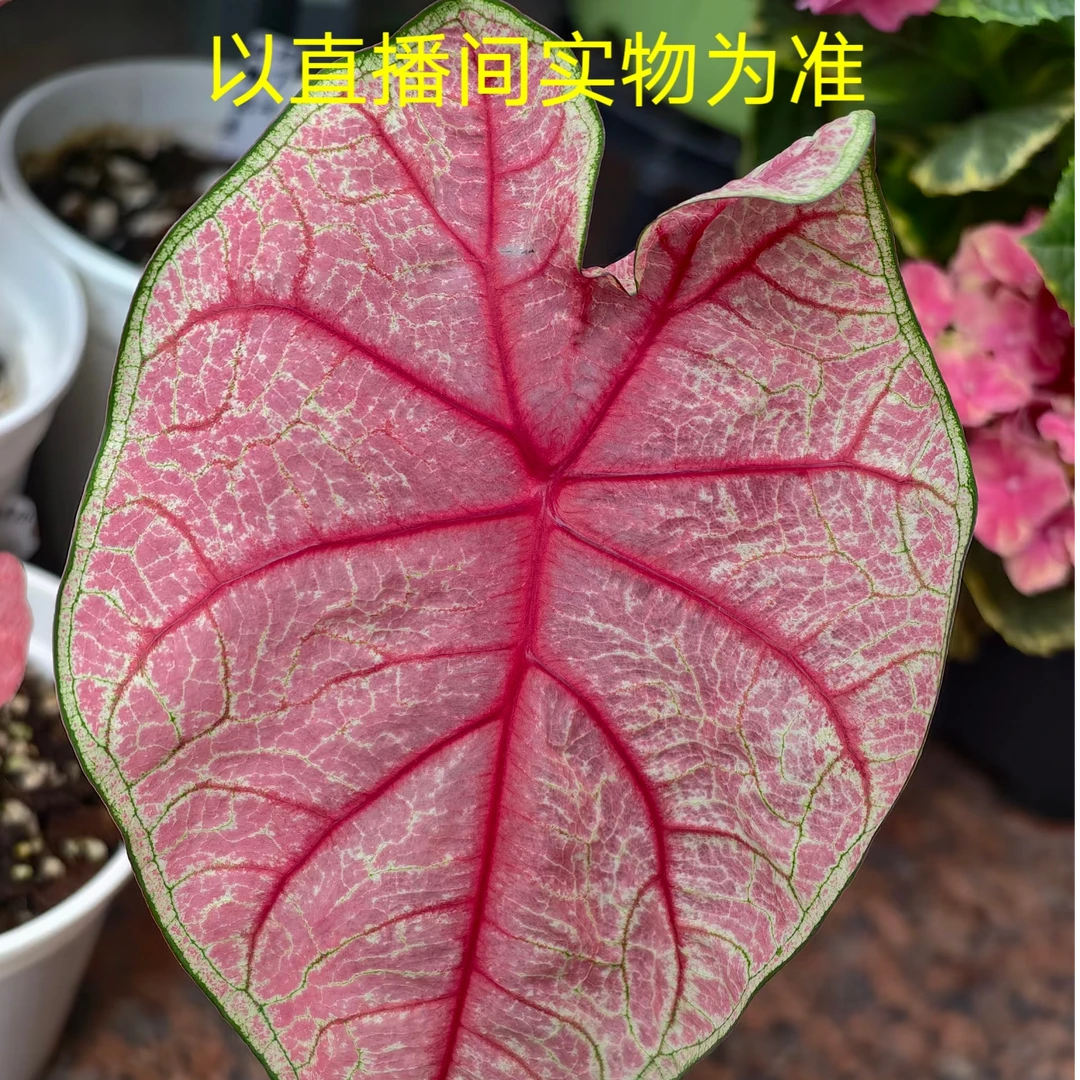 孙先生的花园(辐射)两单升级青山盆