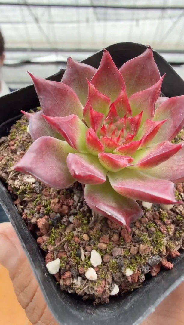 东云多肉园二店-123