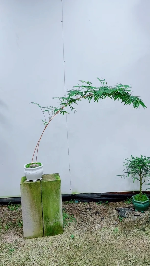 【闪购商品】竹子盆景竹子盆景