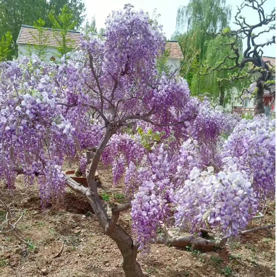 日系紫藤长穗紫藤八重黑龙紫罗兰老桩庭院花园别墅小院栽种