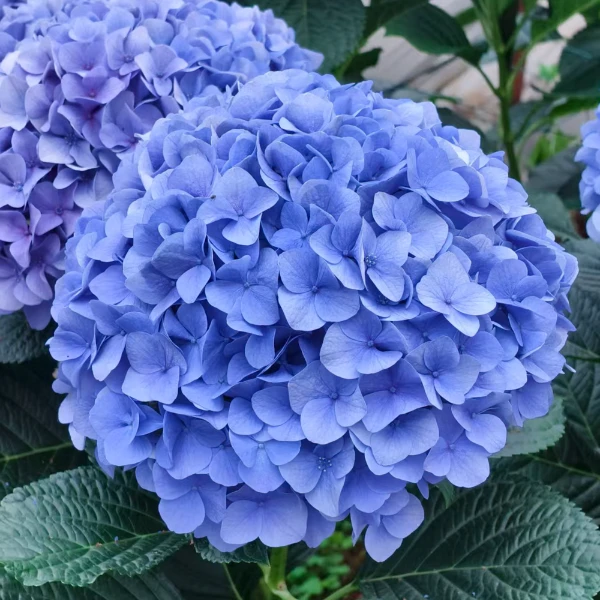 高品质【秋季大海蓝绣球】居家氛围感鲜切花云南基地新鲜现采现发