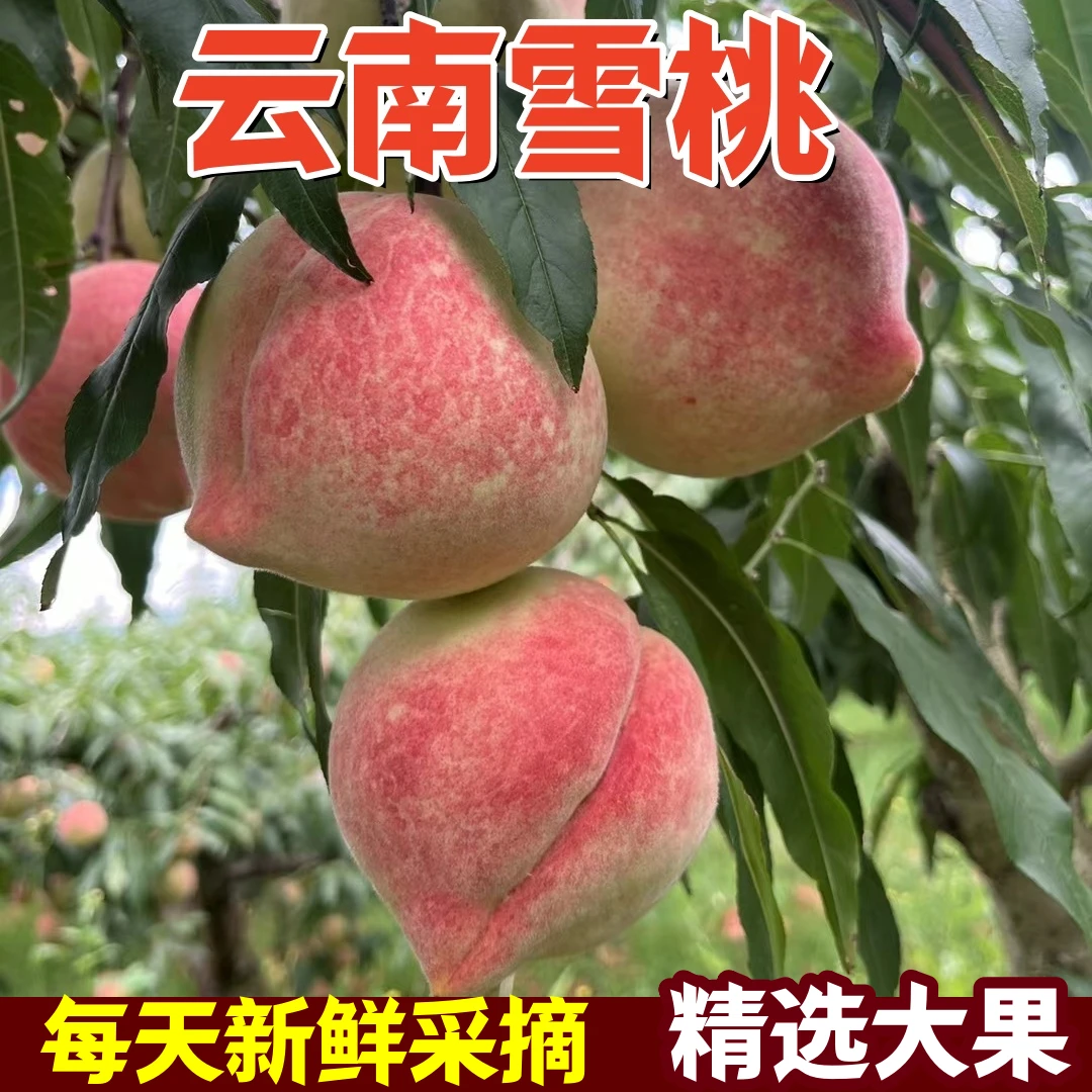 2025云南雪桃秋桃现摘新鲜甜脆桃高山蜜桃毛桃子应季水果礼盒装