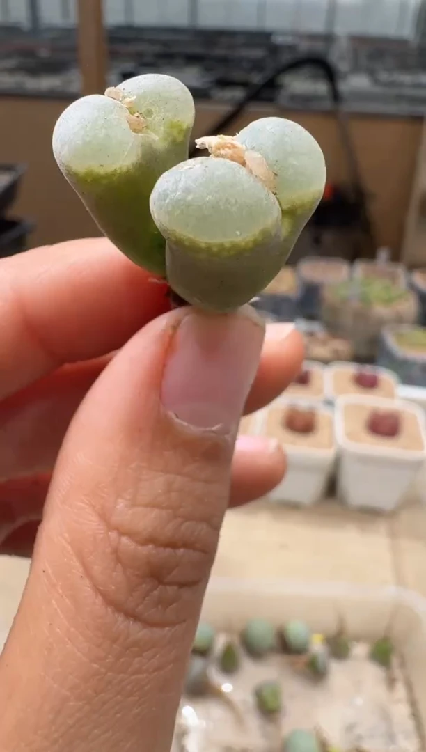 20-85多肉植物肉锥