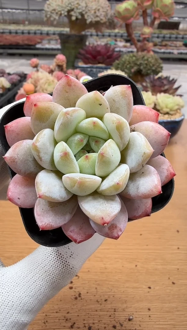 东云多肉园二店-150