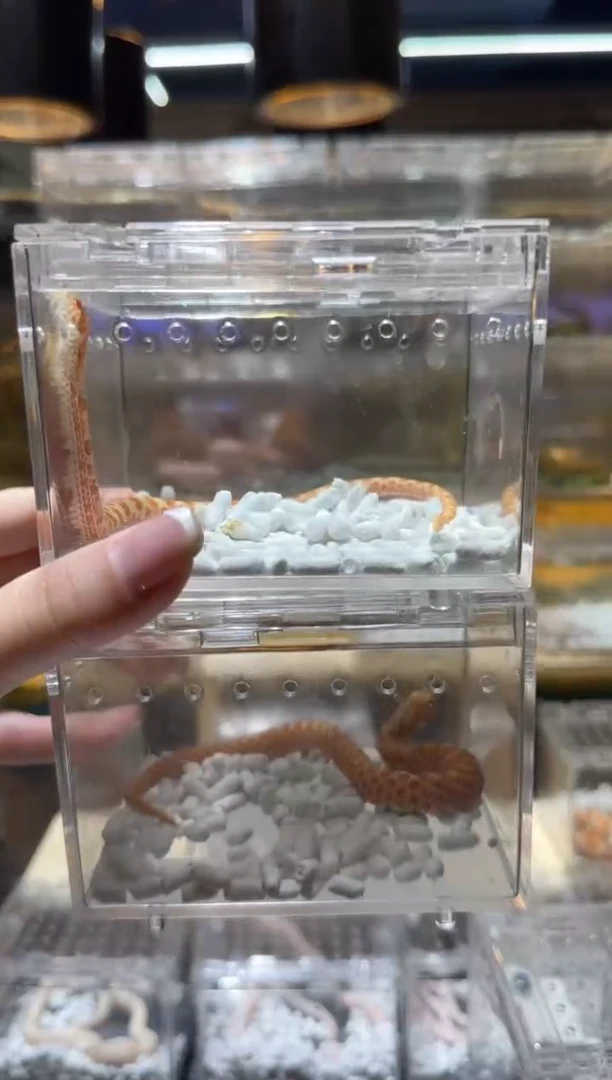 雨林蝎精品猪鼻1对1500