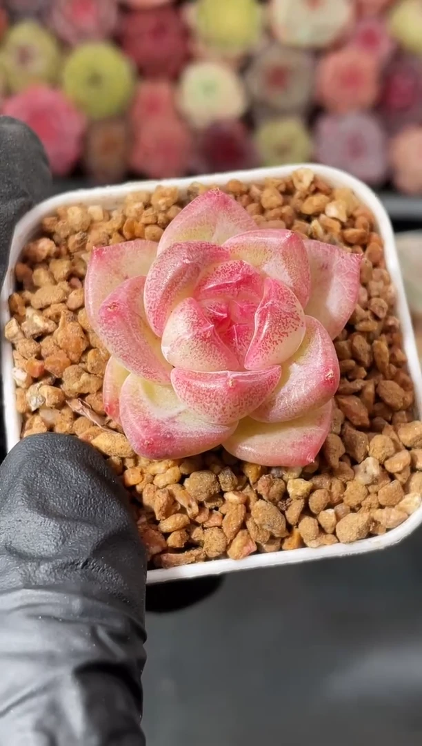 4-43 小果冻2-3厘米 量拍发一颗