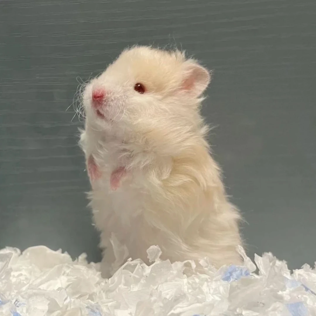 精品家养卷毛波利长毛短毛金丝熊仓鼠健康包活包邮