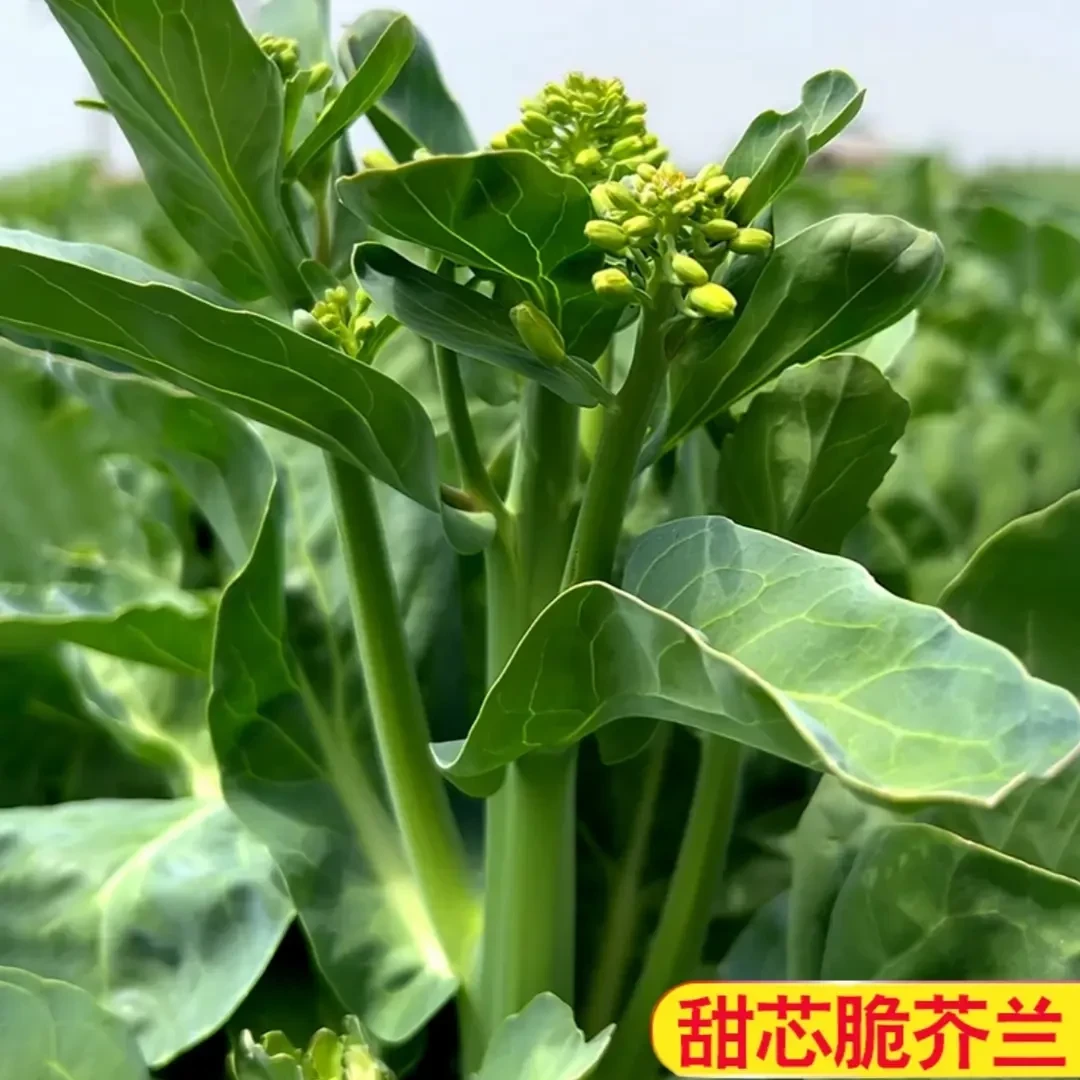 【甜心绿芥兰种子】家庭阳台小院盆栽地栽四季种