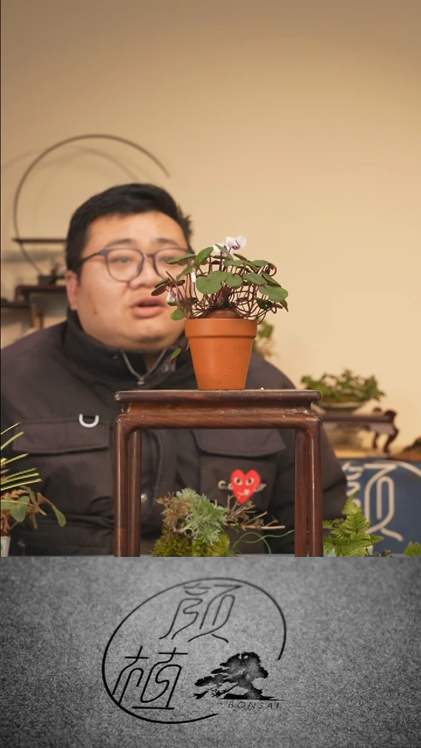 【闪购商品】盆景草本植物  中通