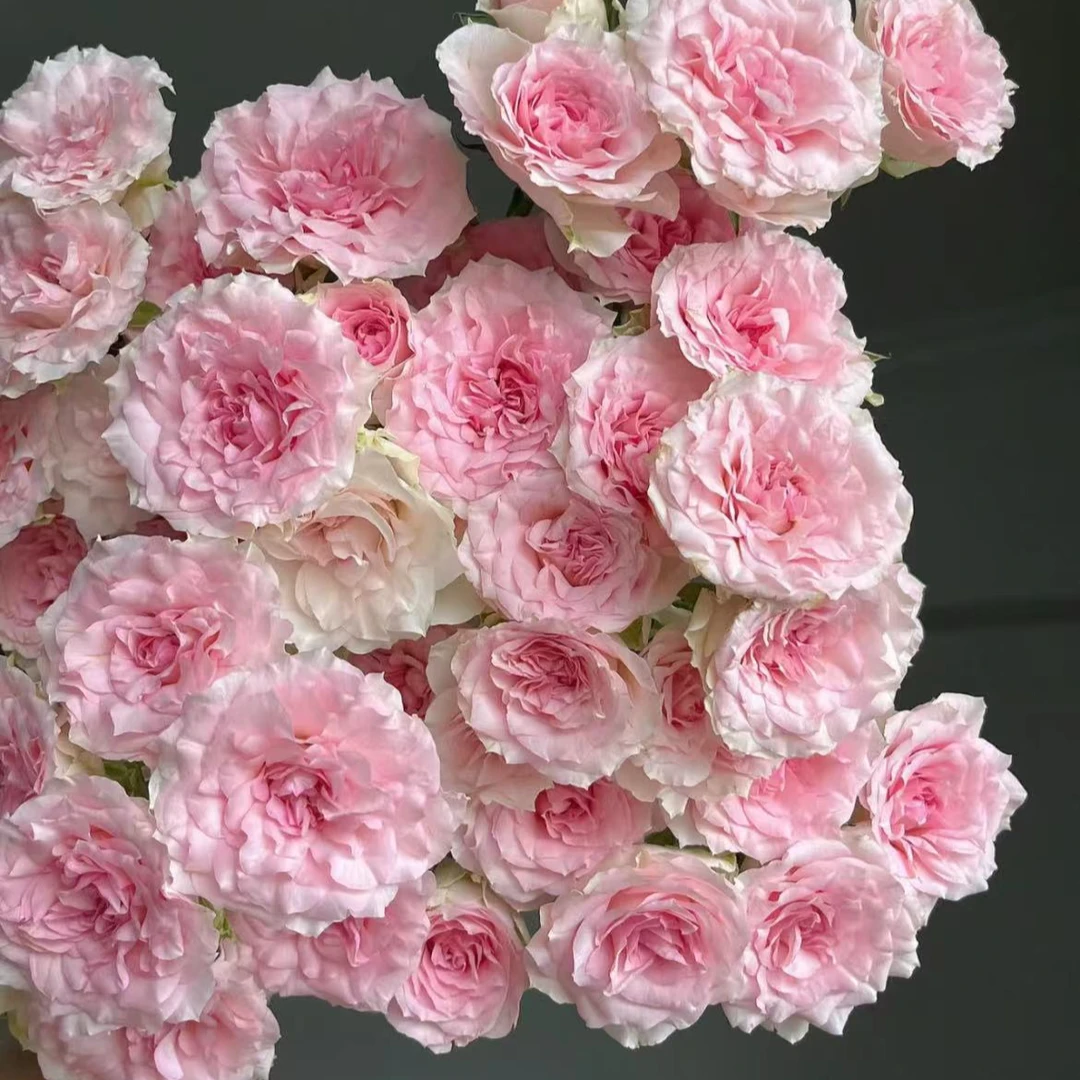 鲜花多头【情迷罗拉10枝】全店鲜花满两单顺丰冷链包邮，一单不售后