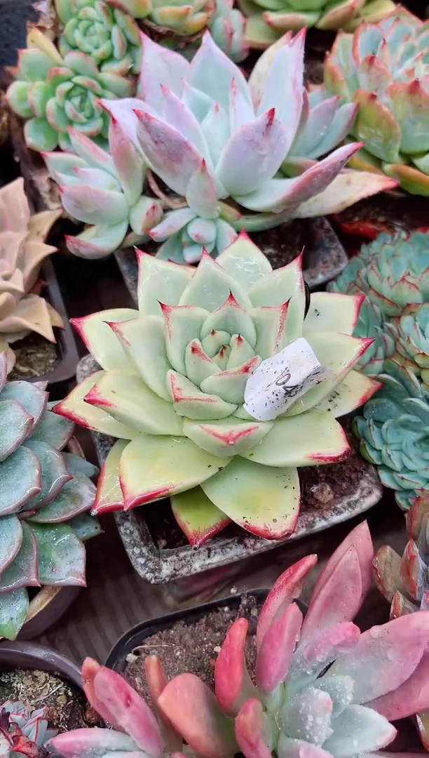 石***917043多肉植物一物一拍