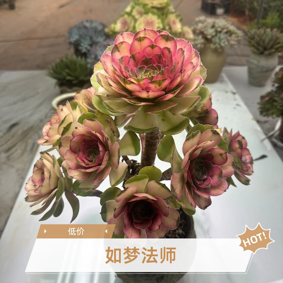 [3年手捧老桩]  如梦法师  耐高温 室内植物 无需光照