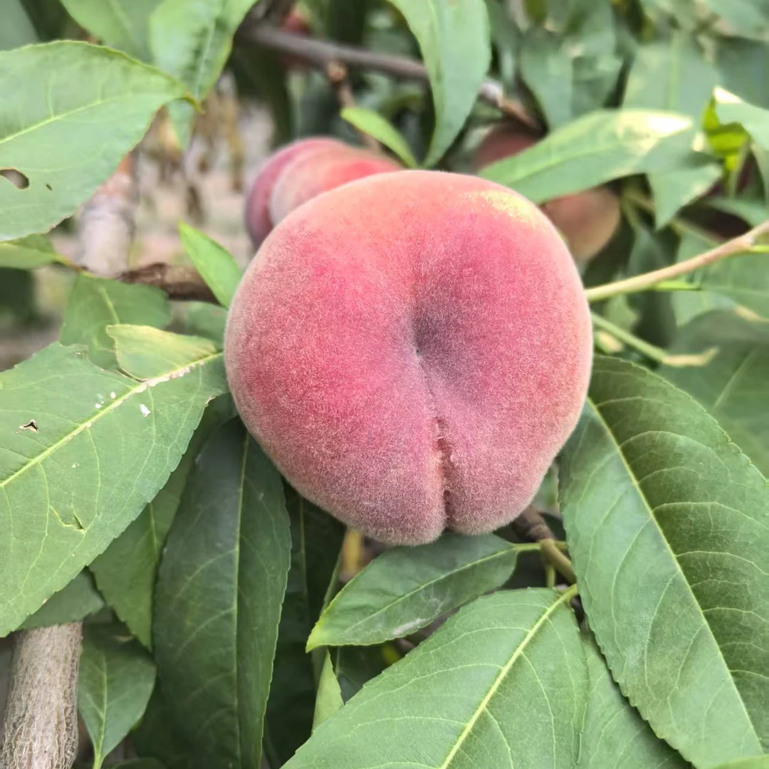 高山红毛蟠桃鲜甜多汁现摘现发