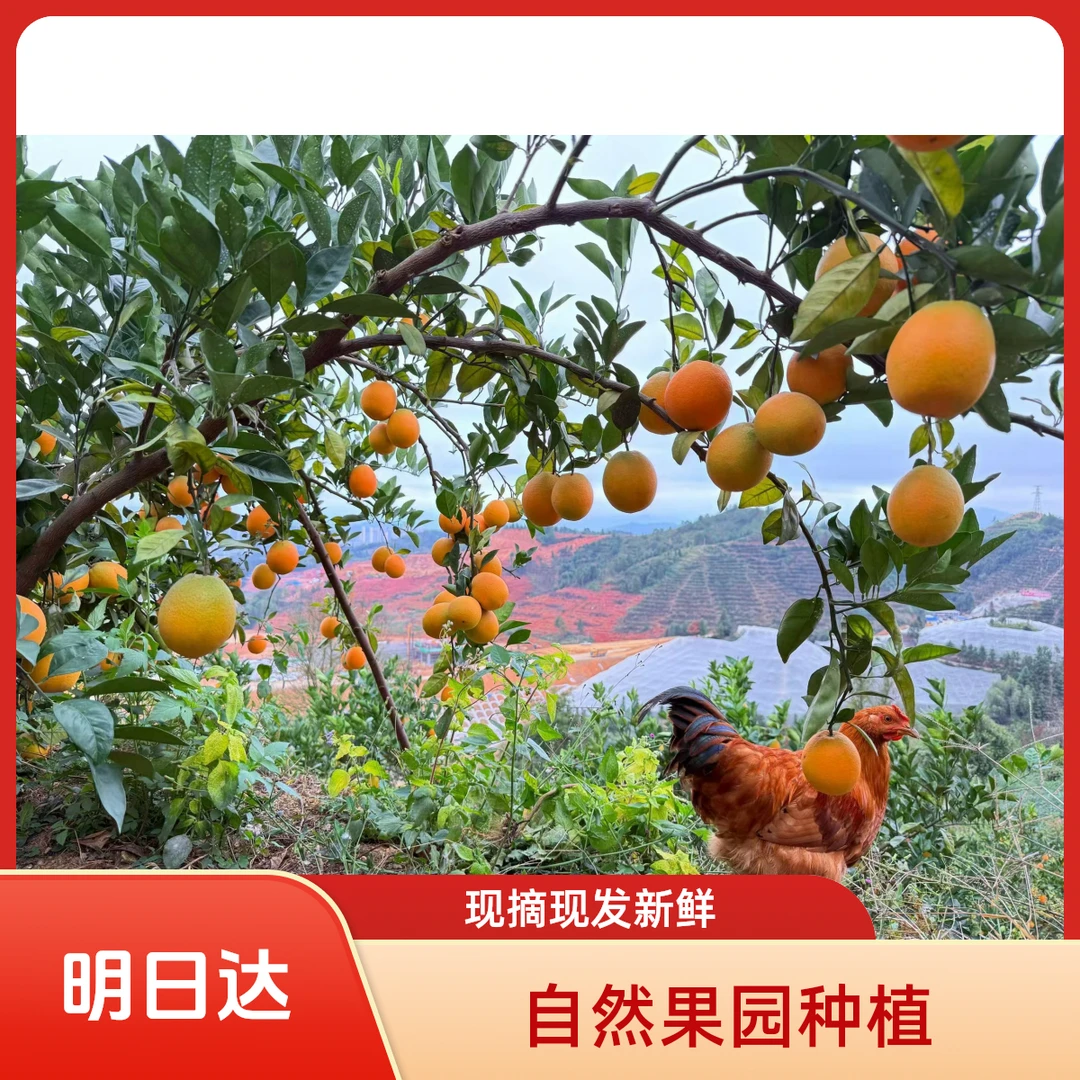 【自家果园】小果 正宗江西赣南脐橙现摘现发