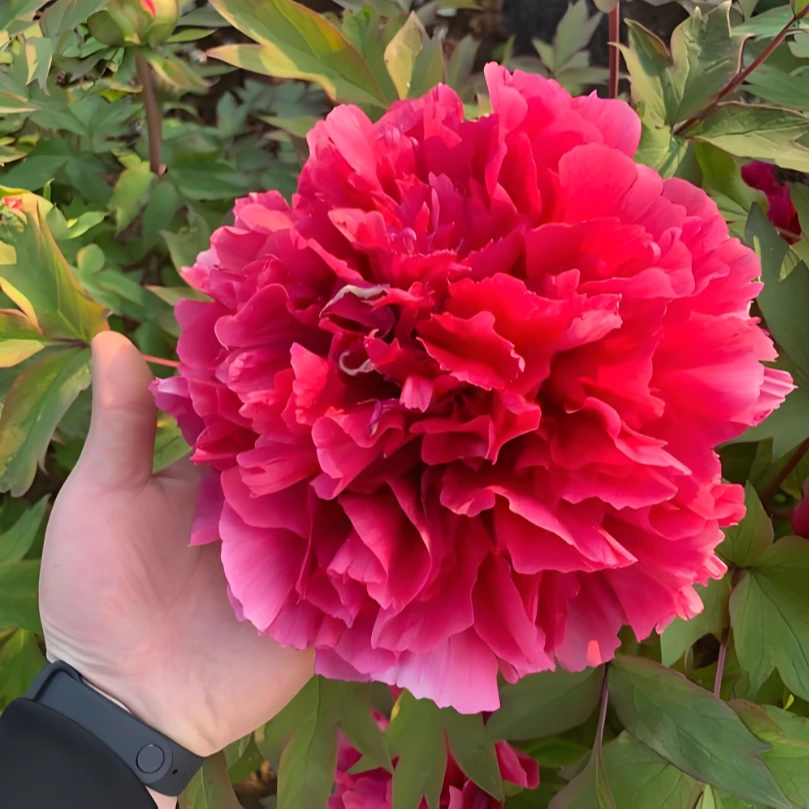 【花王】正宗耐寒重瓣洛阳牡丹花苗适合室内盆栽室外庭院地栽种植