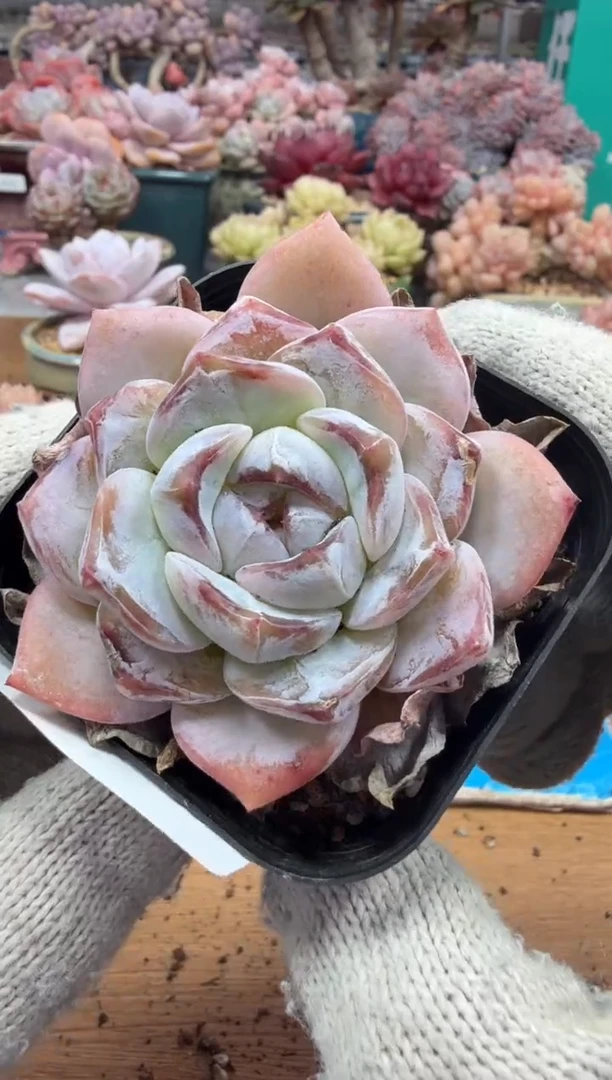 东云多肉园三店-109