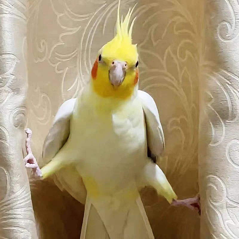 玄凤鹦鹉活体会学技能手养宠物黄化玄凤鹦鹉活鸟一对可繁殖鸟活物