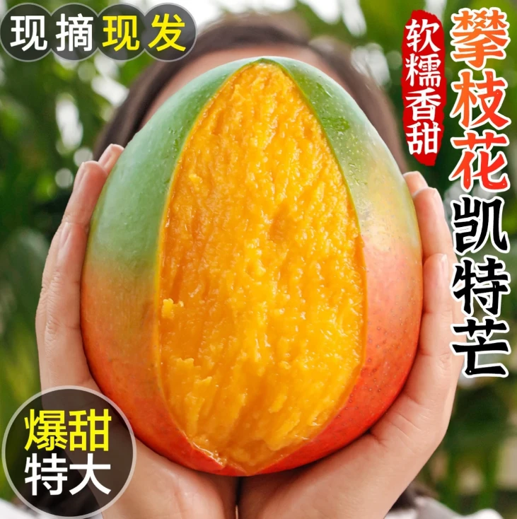【精选】四川攀枝花凯特芒新鲜水果现摘现发酸甜多汁香味浓