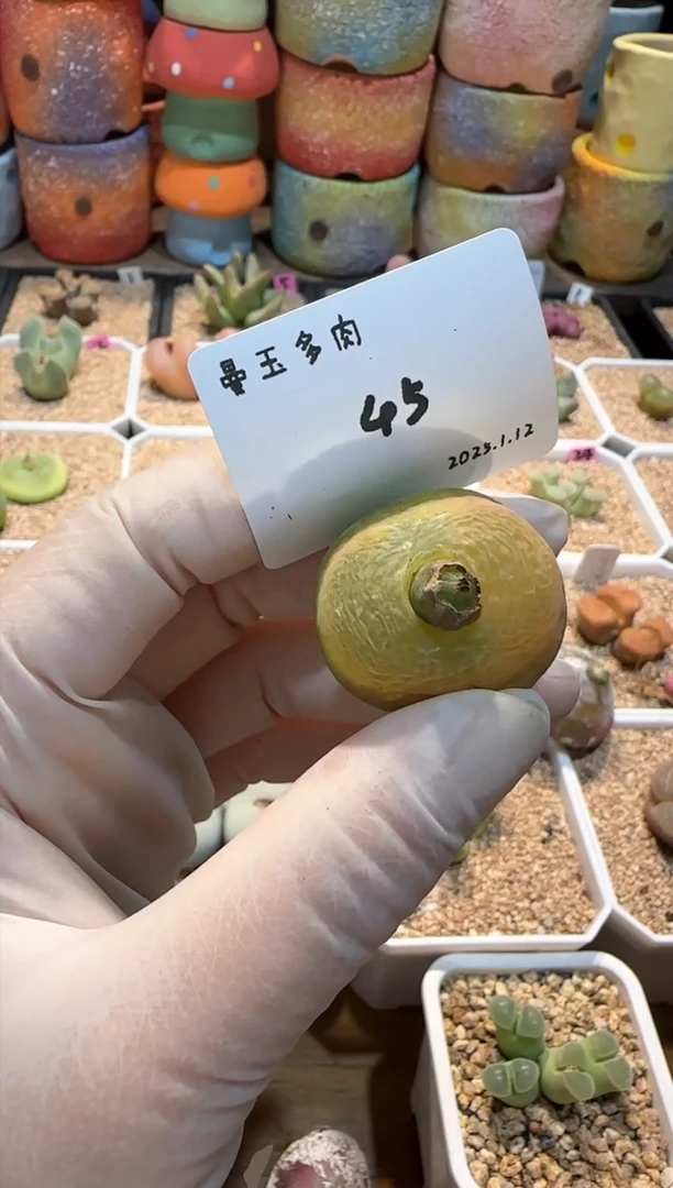 【闪购商品】25.1.12-45