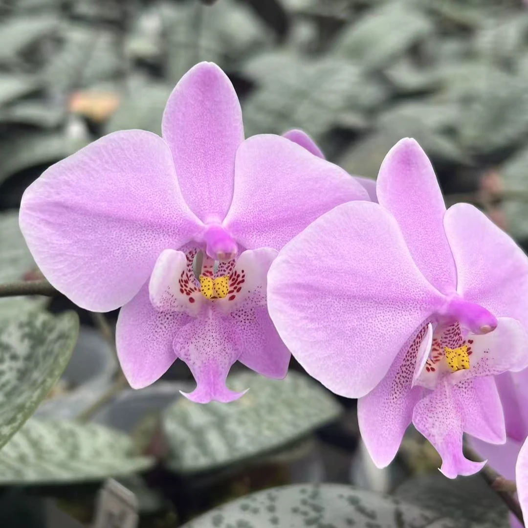 原生种蝴蝶兰 银叶交脉纹西雷利（粉嫩漏风）