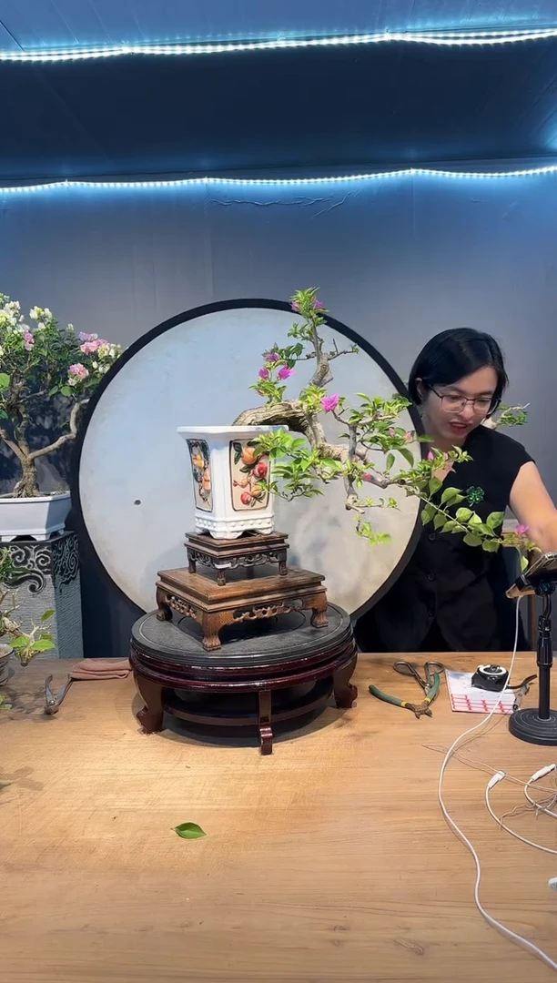 三角梅小叶紫悬崖桩
