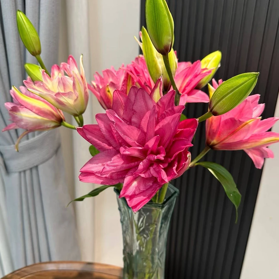 福利瑕疵【港货宝莲灯重瓣百合】有概率开开出五花肉,介意勿拍