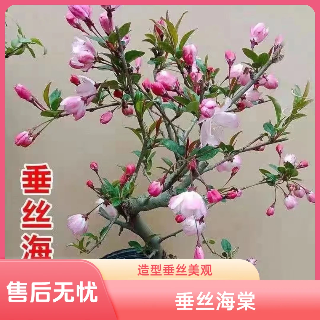 年宵花造型垂丝海棠开花结果爆花机器冬季花卉室内外盆栽地栽粉色