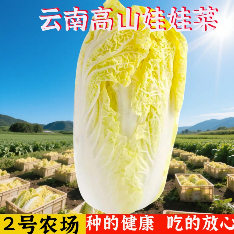 2号农场云南黄心娃娃菜高山露天种植新鲜现挖当季时令蔬菜批发