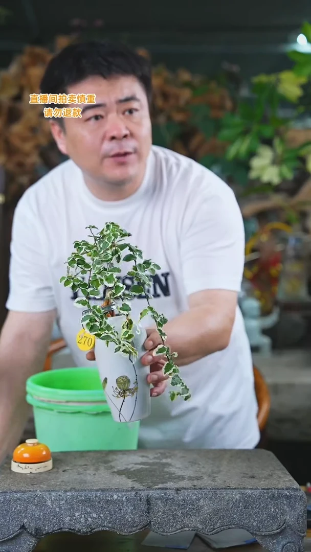 当前无花栽培后可以开花花叶霹雳270H+