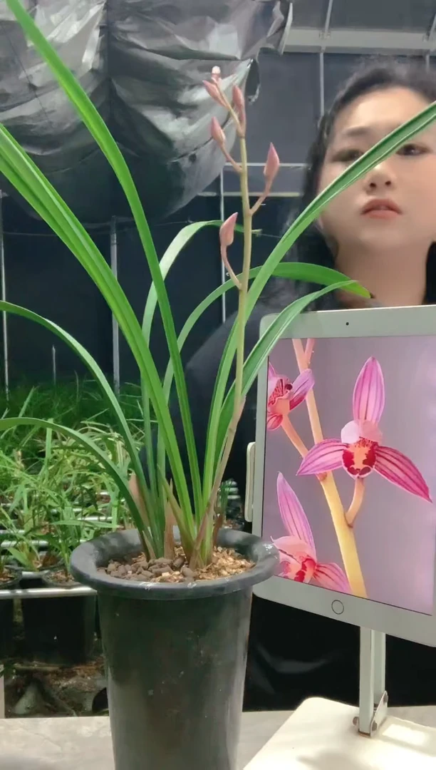 完全开放城***事胭脂粉黛