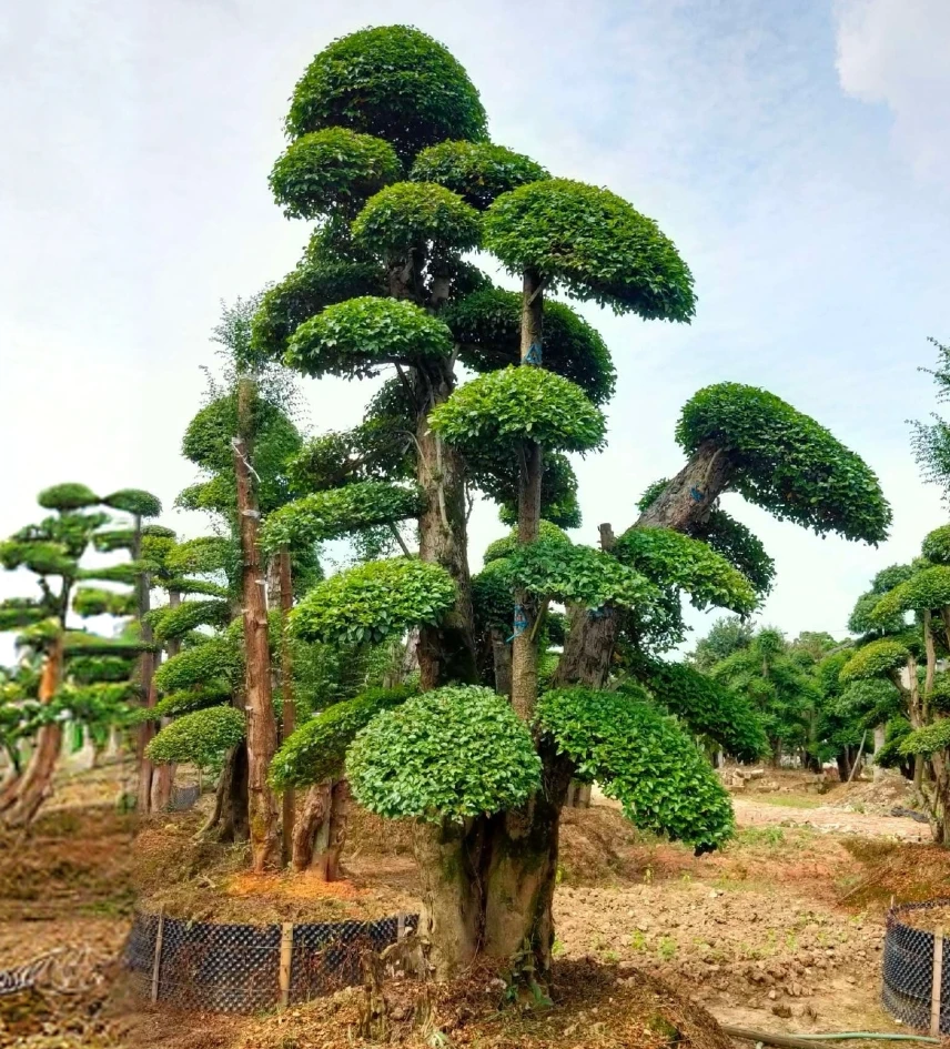 绿植盆景小叶造型树用于别墅庭院园林工程绿化景观造型