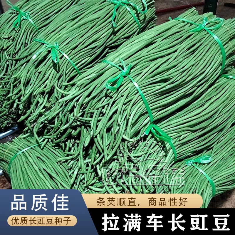 特长豆角种子豇豆种子四季架豆角高产早熟春秋新品种蔬菜种子大全