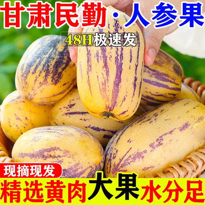 【甘肃民勤人参果】树上熟人参果产地直发精选大果甘甜多汁现摘现发