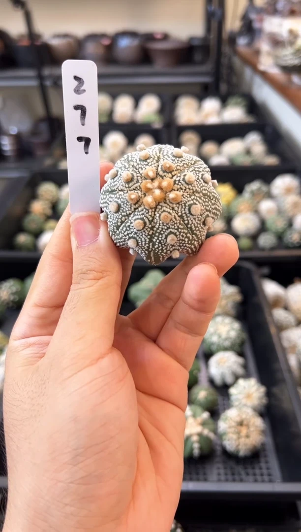 实生根星兜编码277