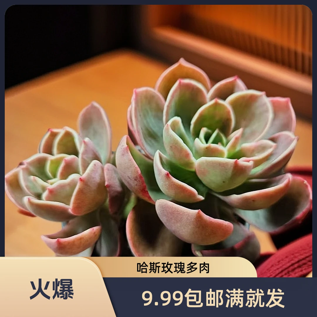 绯红之翼(拼满10元包邮)多肉植物阳台露台办公室绿植植新手好养
