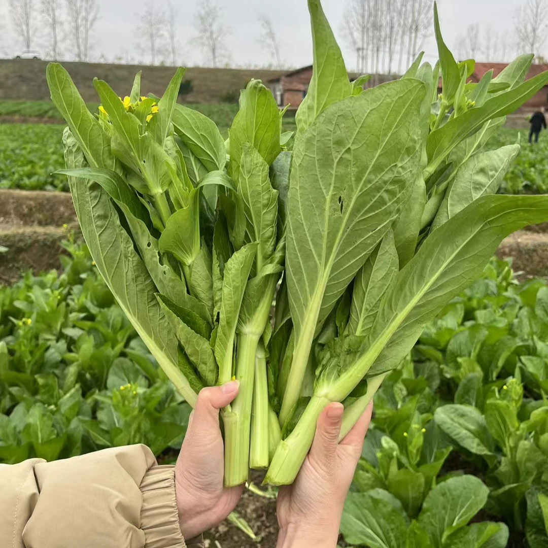 【京东包邮】湖南农家露天种植新鲜白菜苔（侧苔）现摘现发3斤装