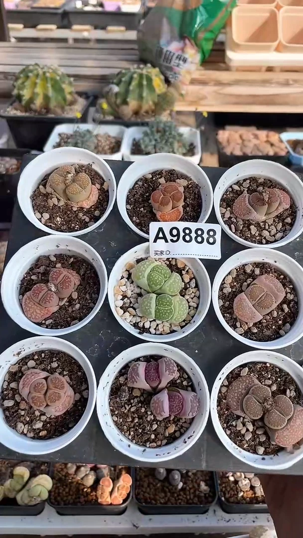 【闪购商品】9888直播一物一拍