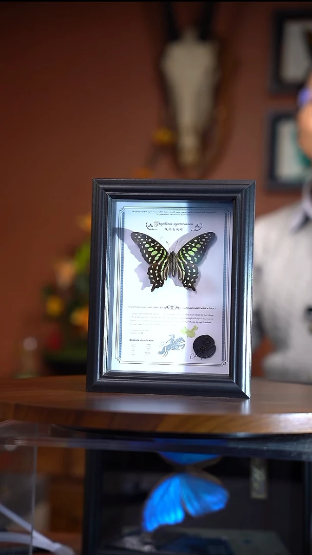 统帅凤蝶      常规