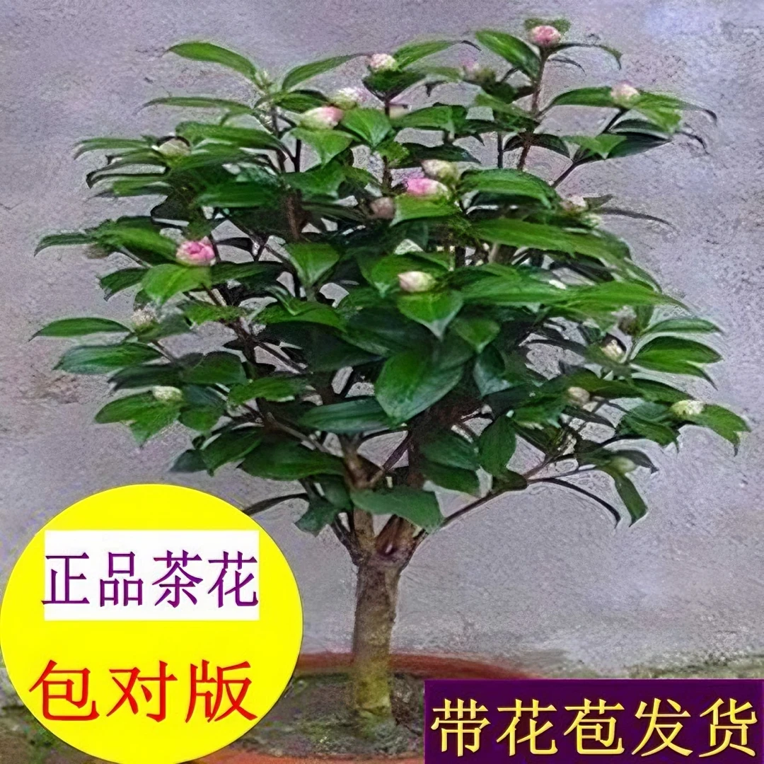 香妃山茶花盆栽带花苞五色赤丹花卉植物室内好养茶花树苗四季开花
