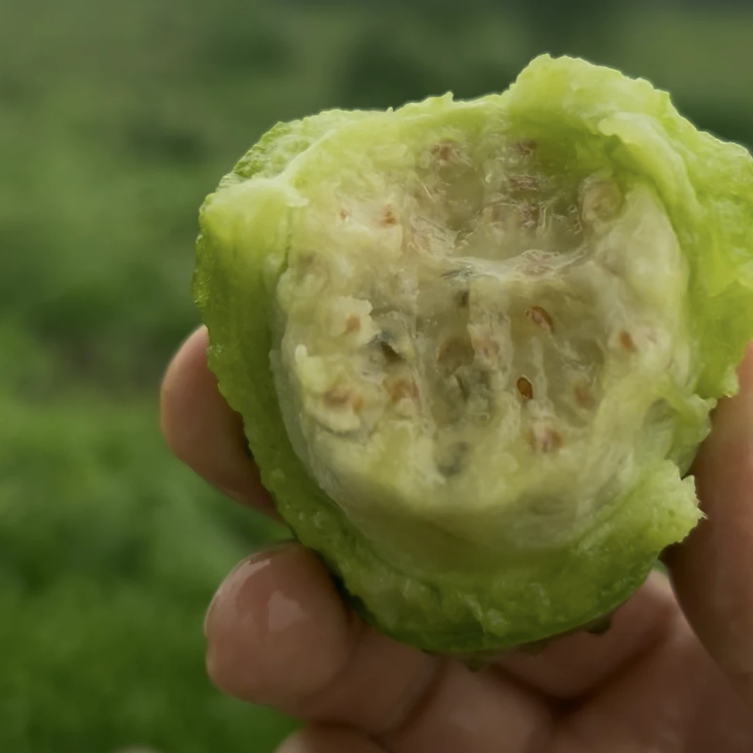 （梨果白果肉）仙人掌果实新鲜采摘清甜可口美味仙桃