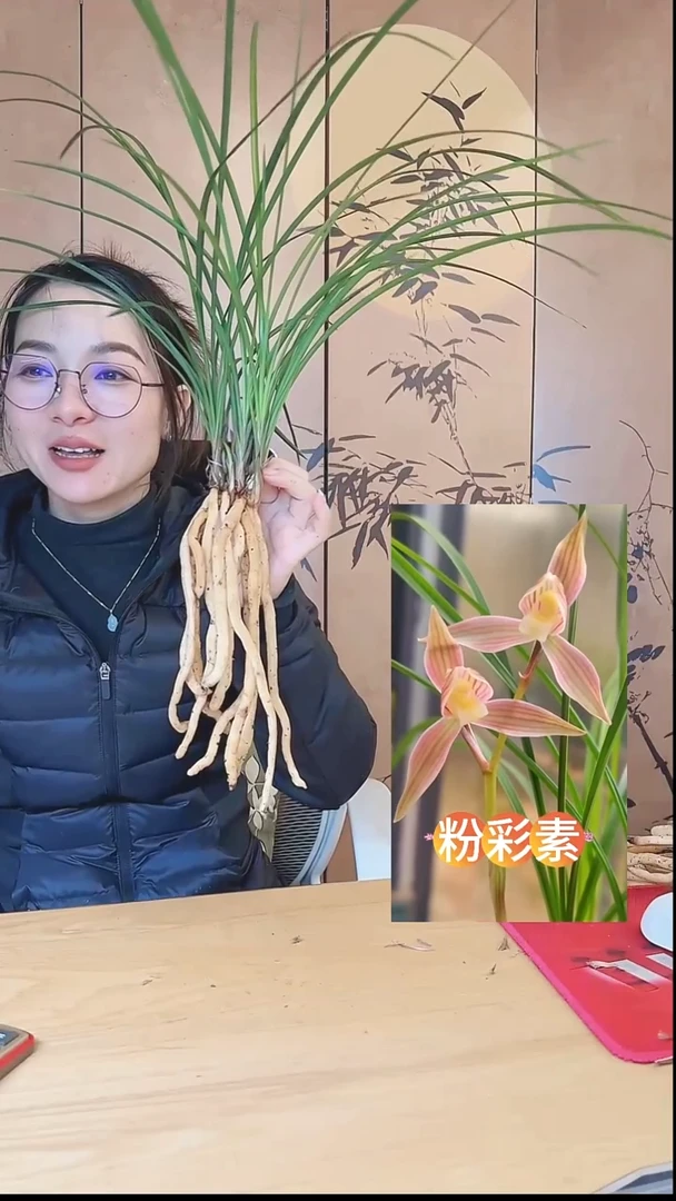 当前无花栽培后可以开花：粉彩素