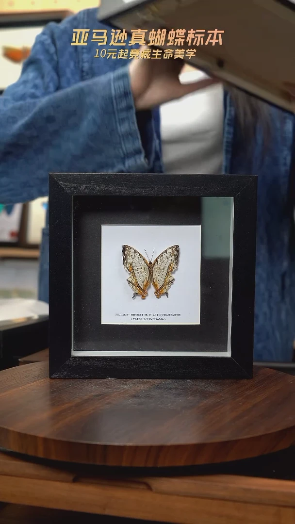 网丝蛱蝶6寸方框